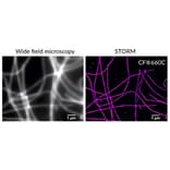 CF®660R - Goat Anti-Llama IgG H&L Antibody (CF®660R) (A344011) -Antibodies.com