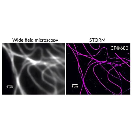CF®680R - Goat Anti-Llama IgG H&L Antibody (CF®680R) (A344013) -Antibodies.com
