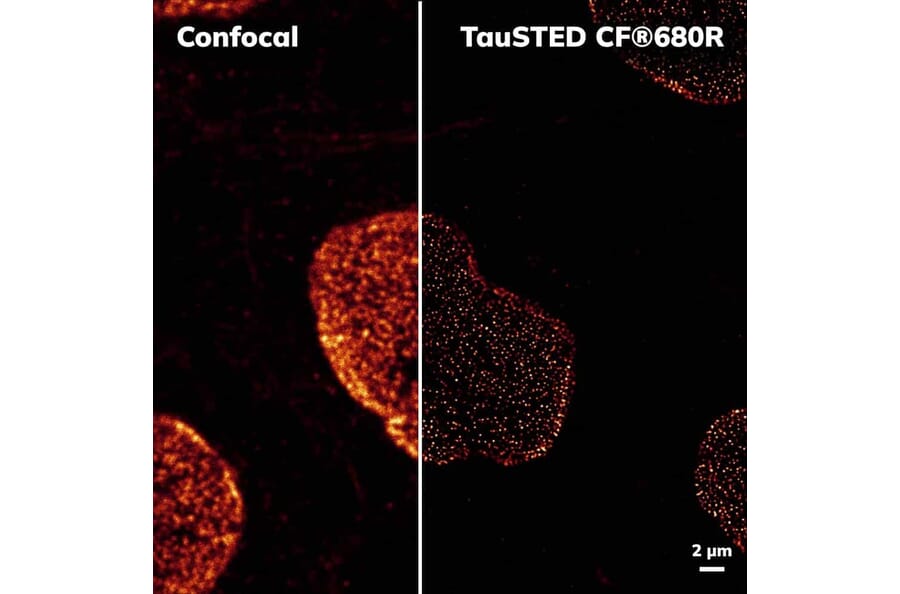 CF®680R - Goat Anti-Llama IgG H&L Antibody (CF®680R) (A344013) -Antibodies.com