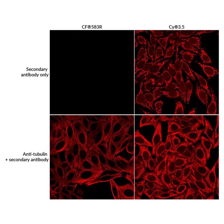 CF®583R - Chicken Anti-Rabbit IgG H&L Antibody (CF®583R) (A344048) -Antibodies.com