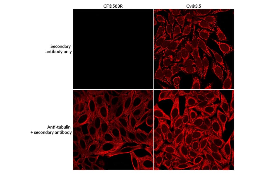 CF®583R - Rabbit Anti-Mouse IgG H&L Antibody (CF®583R), Cross-Adsorbed (A344068) -Antibodies.com
