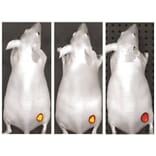 CF®750 - Goat F(ab')2 Anti-Mouse IgG H&L Antibody (CF®750) (A344077) -Antibodies.com