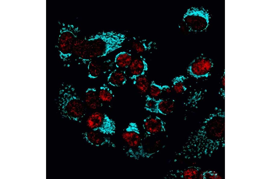 CF®405S - Goat Anti-Mouse IgG Fc Antibody (CF®405S), Cross-Adsorbed (A344080) -Antibodies.com