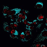 CF®405S - Goat Anti-Mouse IgG Fc Antibody (CF®405S), Cross-Adsorbed (A344080) -Antibodies.com