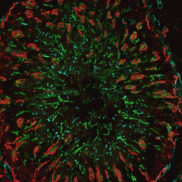 CF®555 - Goat Anti-Mouse IgG Fc Antibody (CF®555), Cross-Adsorbed (A344083) -Antibodies.com