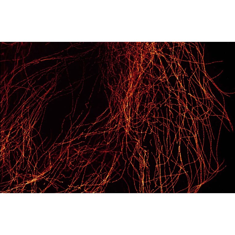 STED CF®640R - Goat Anti-Mouse IgG Fc Antibody (CF®640R), Cross-Adsorbed (A344086) -Antibodies.com