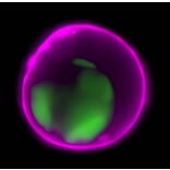 CF®647 - Goat Anti-Mouse IgG Fc Antibody (CF®647), Cross-Adsorbed (A344087) -Antibodies.com