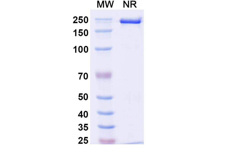 SDS-PAGE - Anti-IL-17A Antibody [Research Grade] [BZN035] - BSA and Azide free (A344105) - Antibodies.com