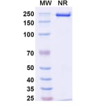 SDS-PAGE - Anti-IL-17A Antibody [Research Grade] [BZN035] - BSA and Azide free (A344105) - Antibodies.com