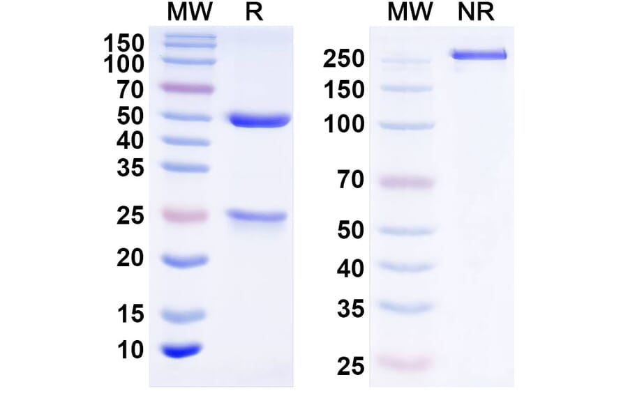 SDS-PAGE - Anti-TNF alpha Antibody [Research Grade] [Iv0271] - BSA and Azide free (A344106) - Antibodies.com