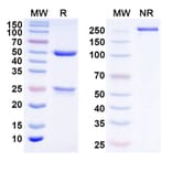 SDS-PAGE - Anti-TNF alpha Antibody [Research Grade] [Iv0271] - BSA and Azide free (A344106) - Antibodies.com