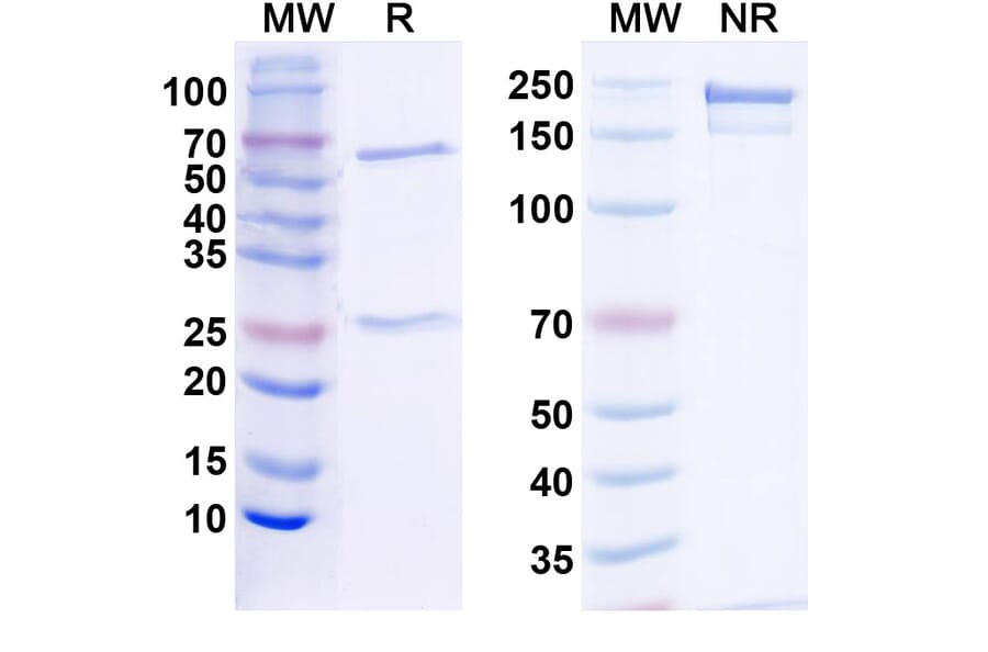 SDS-PAGE - Anti-PD-L1 Antibody [Research Grade] [10F.9G2] - BSA and Azide free (A344108) - Antibodies.com