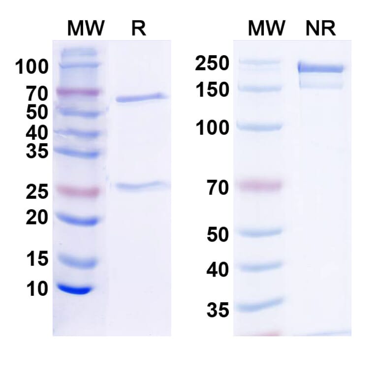 SDS-PAGE - Anti-PD-L1 Antibody [Research Grade] [10F.9G2] - BSA and Azide free (A344108) - Antibodies.com