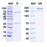 SDS-PAGE - Anti-PD-L1 Antibody [Research Grade] [10F.9G2] - BSA and Azide free (A344108) - Antibodies.com