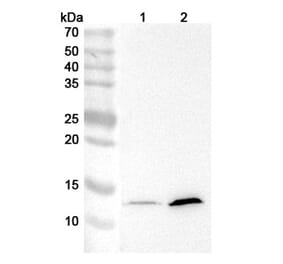 Western Blot - Anti-IFNAR1 Antibody [MAR1-5A3] - BSA and Azide free (A344112) - Antibodies.com