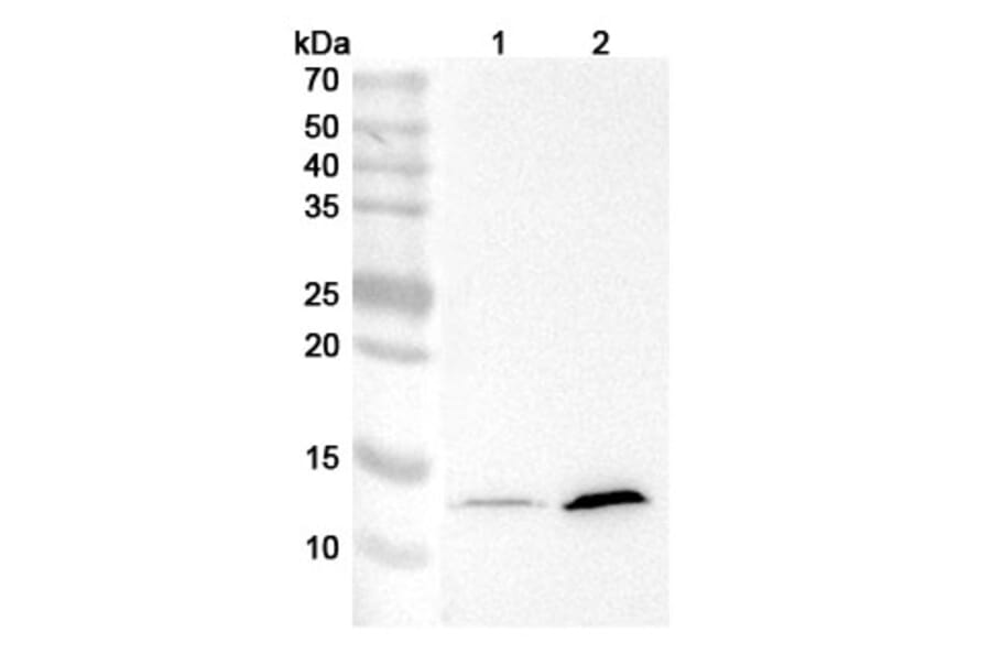 Western Blot - Anti-IFNAR1 Antibody [MAR1-5A3] - BSA and Azide free (A344112) - Antibodies.com