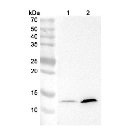 Western Blot - Anti-IFNAR1 Antibody [MAR1-5A3] - BSA and Azide free (A344112) - Antibodies.com