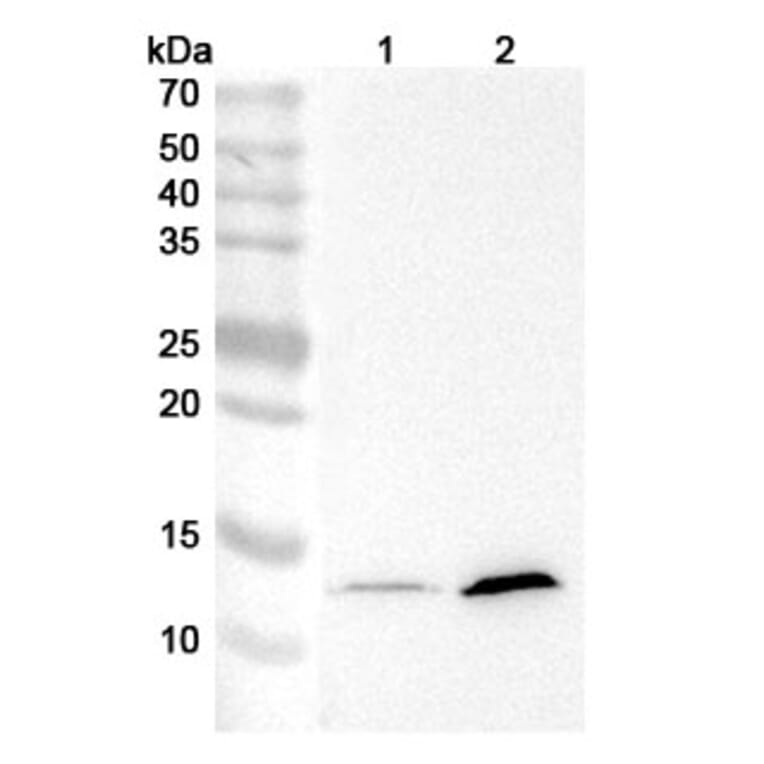 Western Blot - Anti-IFNAR1 Antibody [MAR1-5A3] - BSA and Azide free (A344112) - Antibodies.com