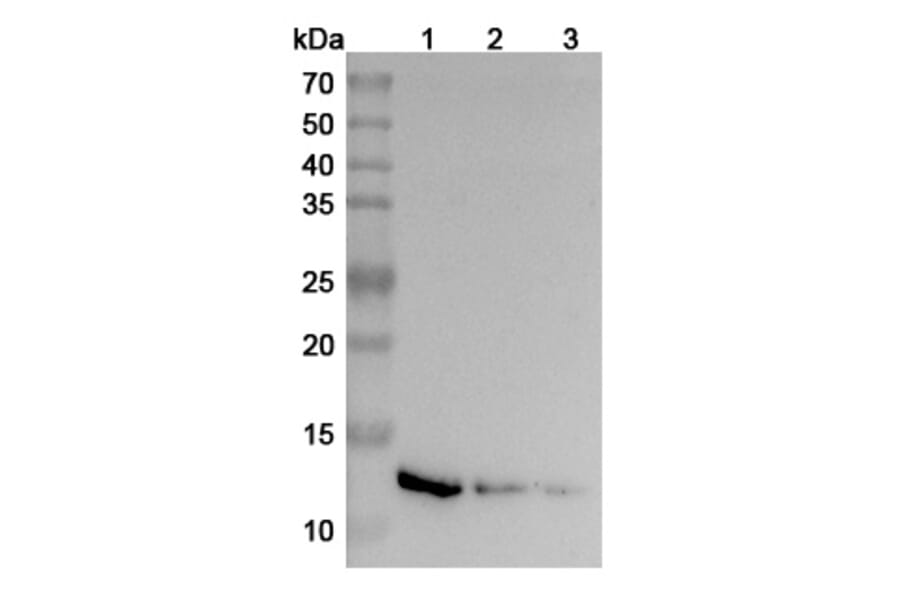 Western Blot - Anti-IL-13 Antibody [SAA2016] - BSA and Azide free (A344115) - Antibodies.com