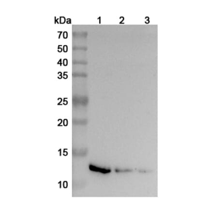 Western Blot - Anti-IL-13 Antibody [SAA2016] - BSA and Azide free (A344115) - Antibodies.com