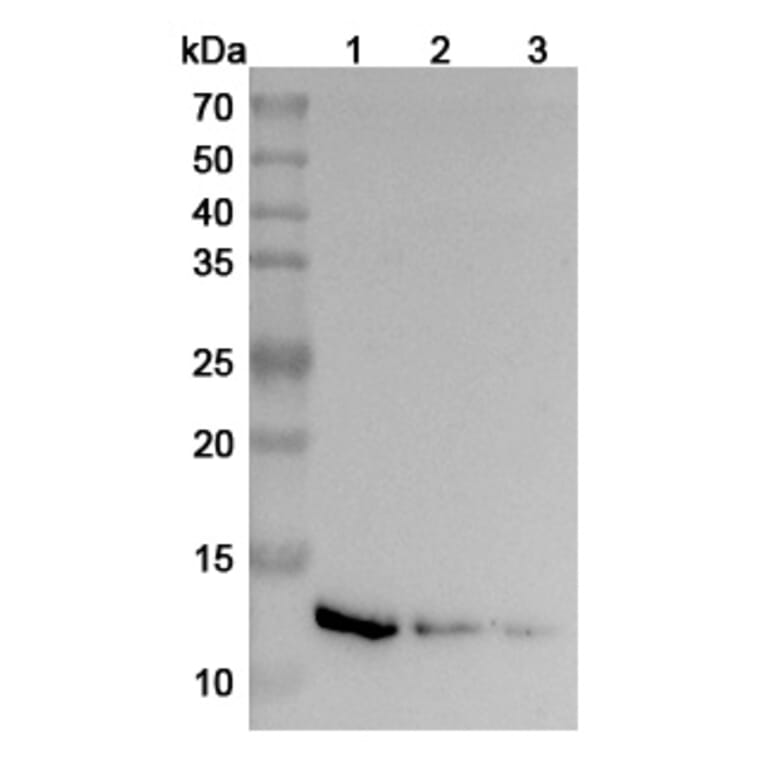 Western Blot - Anti-IL-13 Antibody [SAA2016] - BSA and Azide free (A344115) - Antibodies.com