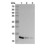 Western Blot - Anti-IL-13 Antibody [SAA2016] - BSA and Azide free (A344115) - Antibodies.com