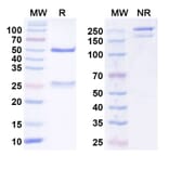 SDS-PAGE - Anti-PD 1 Antibody [RMP1-14] - BSA and Azide free (A344118) - Antibodies.com