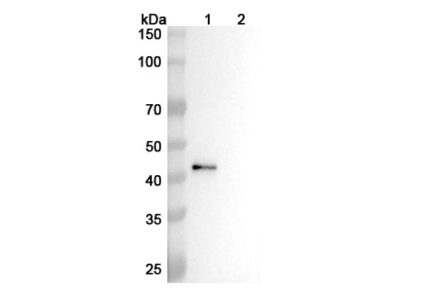 Western Blot - Anti-CD4 Antibody [GK1.5] - BSA and Azide free (A344119) - Antibodies.com