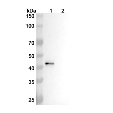 Western Blot - Anti-CD4 Antibody [GK1.5] - BSA and Azide free (A344119) - Antibodies.com