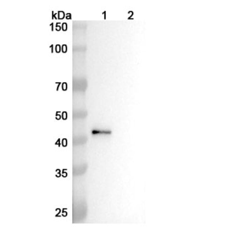 Western Blot - Anti-CD4 Antibody [GK1.5] - BSA and Azide free (A344119) - Antibodies.com