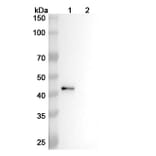 Western Blot - Anti-CD4 Antibody [GK1.5] - BSA and Azide free (A344119) - Antibodies.com