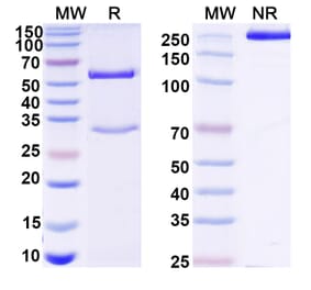 SDS-PAGE - Mouse IgG1 Isotype Control [MOPC-21] - BSA and Azide free (A344120) - Antibodies.com