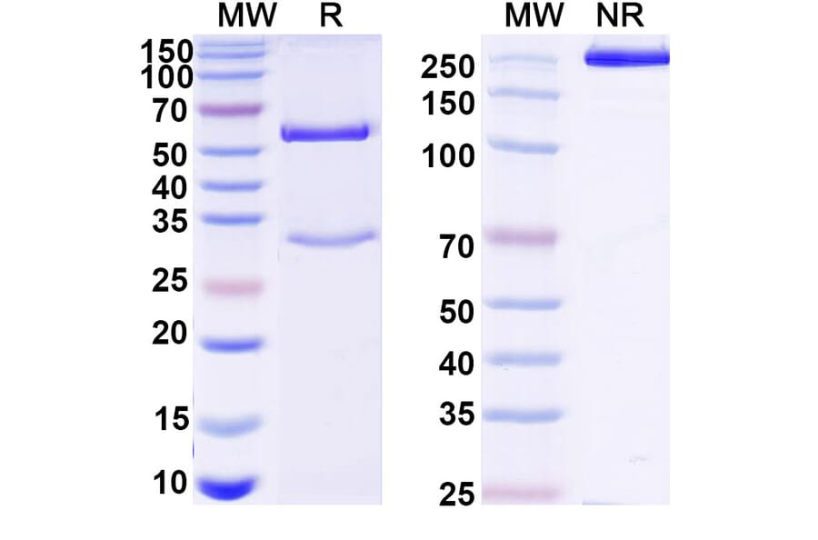 SDS-PAGE - Mouse IgG1 Isotype Control [MOPC-21] - BSA and Azide free (A344120) - Antibodies.com