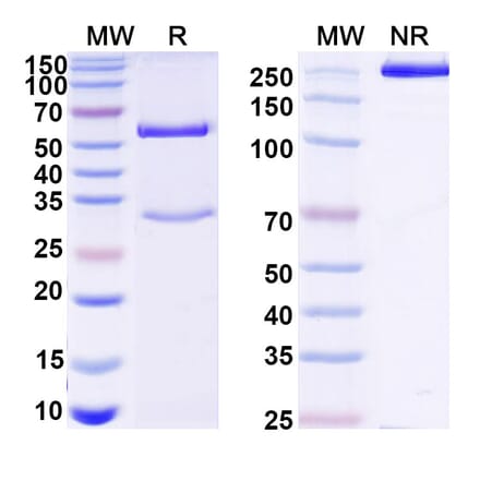 SDS-PAGE - Mouse IgG1 Isotype Control [MOPC-21] - BSA and Azide free (A344120) - Antibodies.com
