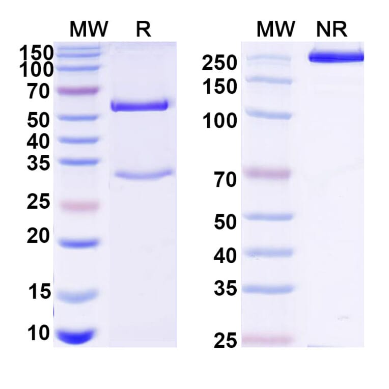 SDS-PAGE - Mouse IgG1 Isotype Control [MOPC-21] - BSA and Azide free (A344120) - Antibodies.com