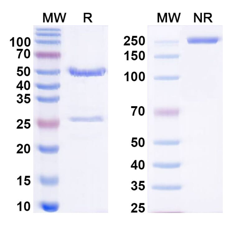 Anti-Pan-Phosphotyrosine Antibody [4G10] (A344121) | Antibodies.com