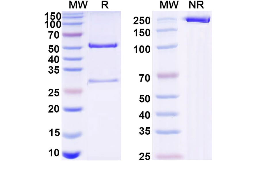 SDS-PAGE - Mouse IgG2a Isotype Control [MOPC-173] - BSA and Azide free (A344123) - Antibodies.com