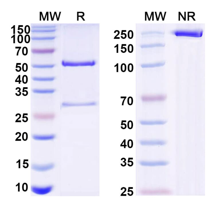 SDS-PAGE - Mouse IgG2a Isotype Control [MOPC-173] - BSA and Azide free (A344123) - Antibodies.com