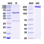 SDS-PAGE - Mouse IgG2a Isotype Control [MOPC-173] - BSA and Azide free (A344123) - Antibodies.com