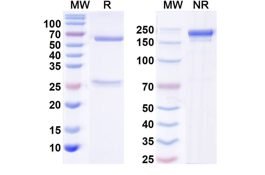 SDS-PAGE - Anti-CD137 Antibody [Research Grade] [Iv0099] - BSA and Azide free (A344124) - Antibodies.com