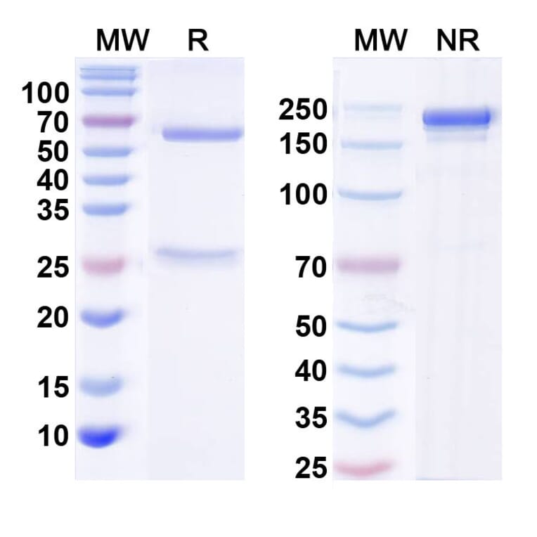 SDS-PAGE - Anti-CD137 Antibody [Research Grade] [Iv0099] - BSA and Azide free (A344124) - Antibodies.com