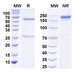 SDS-PAGE - Anti-CD137 Antibody [Research Grade] [Iv0099] - BSA and Azide free (A344124) - Antibodies.com