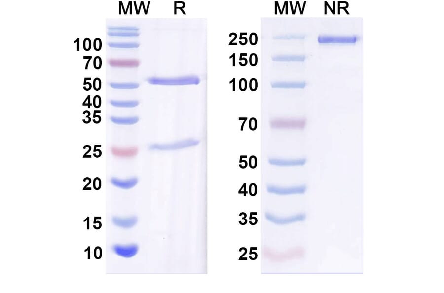 SDS-PAGE - Anti-IGF1 Antibody [Research Grade] [Iv0063] - BSA and Azide free (A344126) - Antibodies.com