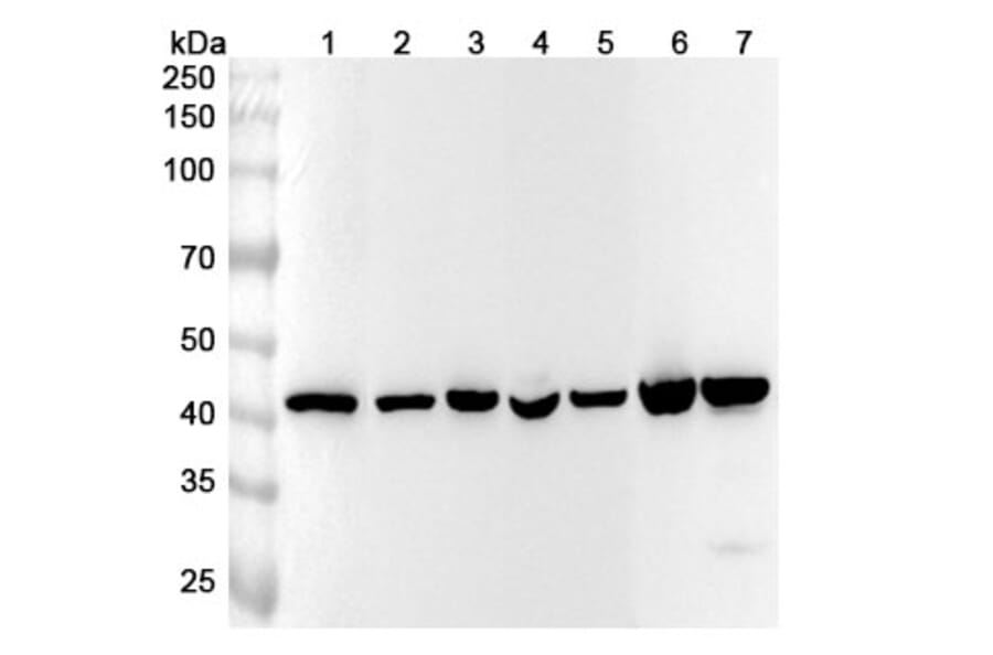 Western Blot - Anti-beta Actin Antibody [SAA0339] - BSA and Azide free (A344127) - Antibodies.com
