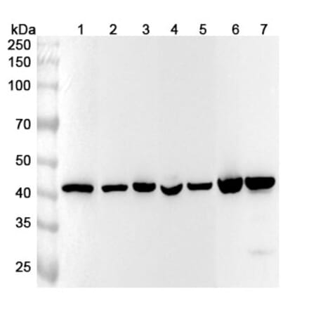 Western Blot - Anti-beta Actin Antibody [SAA0339] - BSA and Azide free (A344127) - Antibodies.com