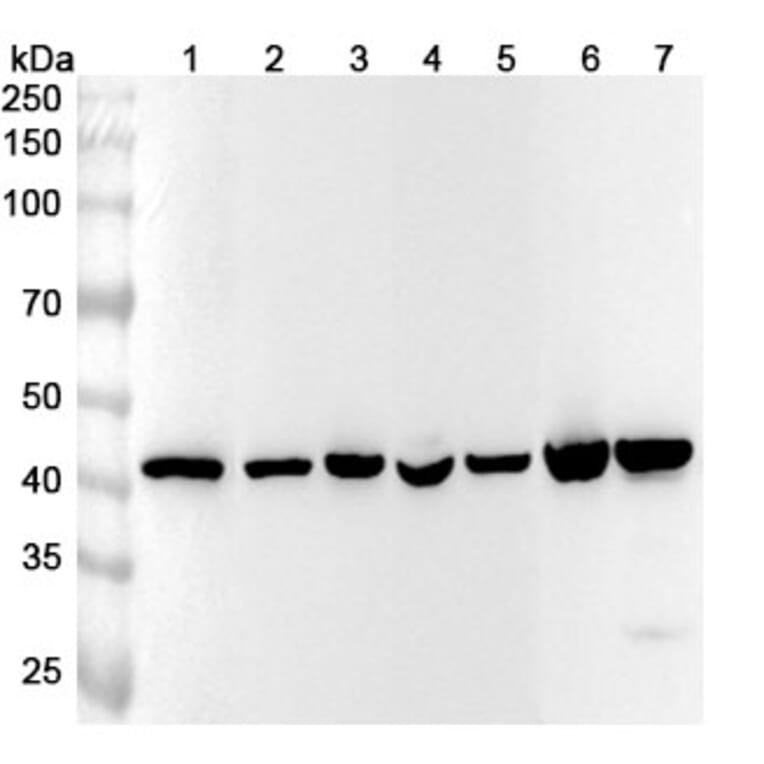 Western Blot - Anti-beta Actin Antibody [SAA0339] - BSA and Azide free (A344127) - Antibodies.com
