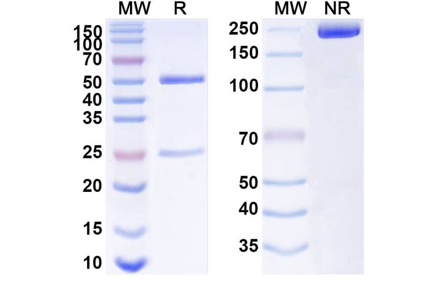SDS-PAGE - Anti-beta Actin Antibody [SAA0339] - BSA and Azide free (A344127) - Antibodies.com