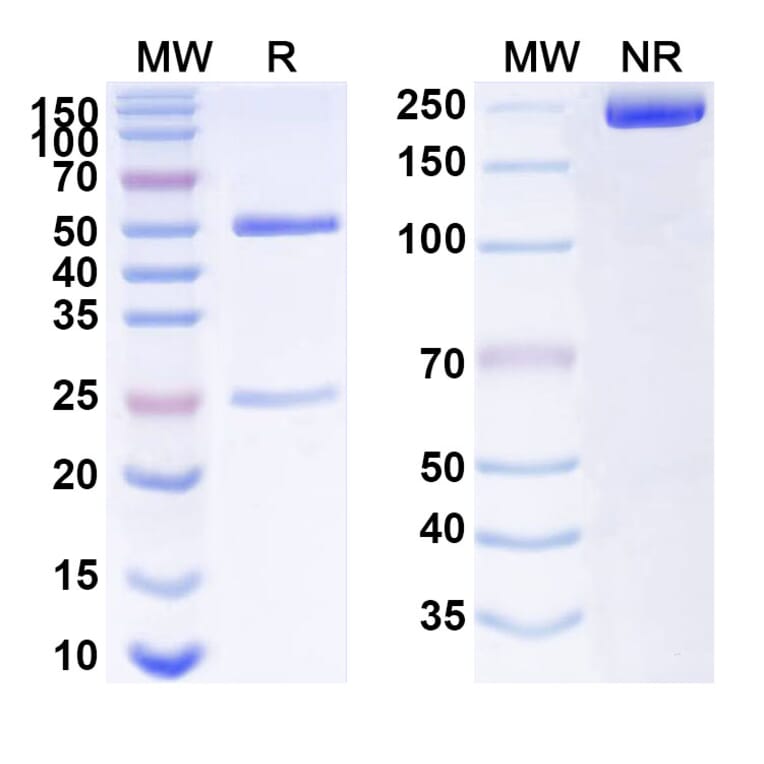 SDS-PAGE - Anti-beta Actin Antibody [SAA0339] - BSA and Azide free (A344127) - Antibodies.com