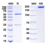 SDS-PAGE - Anti-beta Actin Antibody [SAA0339] - BSA and Azide free (A344127) - Antibodies.com