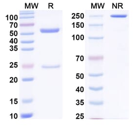 SDS-PAGE - Anti-Factor VIII Antibody [SAA0541] - BSA and Azide free (A344128) - Antibodies.com